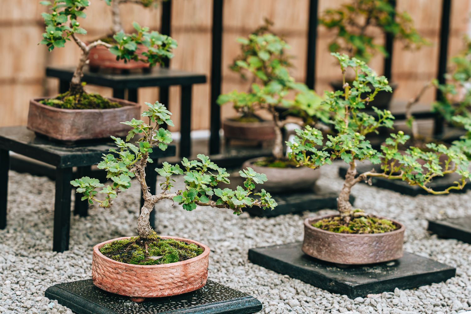 Bonsai tree
